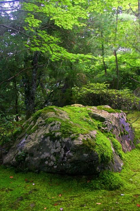 Moss Covered, Image Nature, Moss Garden, Woodland Garden, Kyoto Japan, The Temple, Green Aesthetic, Japanese Garden, Fantasy Landscape