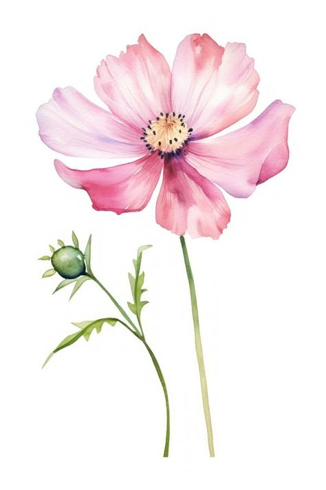 Garden Cosmos, Single Stem Flower, Balloon Decorations Diy Tutorials, Fabric Painting Ideas, Flower Calendar, Plant Watercolor, Flower Chart, Sketch Free, Flower Pattern Drawing