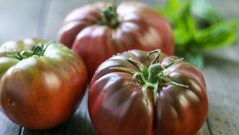 Best Tomatoes To Grow, Brandywine Tomatoes, Growing Roma Tomatoes, Green Zebra Tomato, Purple Tomato, Heirloom Tomato Seeds, Types Of Tomatoes, Grow Tomatoes, Heirloom Tomato