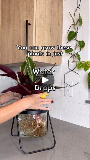 28K views · 2K reactions | One of my favorite ways to grow plants ➡️ just in water 💦 have you successfully grown plants in water? Tell us which ones!! 
 
Grow your plants in WATER 💦⤵️ 

‼️ comment “DROPS” & I’ll send you the 🔗 to the drops I’m using here 

Or head over to  @marketbotany (use code ‘MARIAHGROWS’ to save $) 

These drops focus on root health & are great for growing healthy roots right in water 💦 

➡️ Keep the water fresh! Change it weekly or sooner if it’s yucky

Watch it thrive! 🙌 this works well with many different plants, have you grown any in water before? 

Follow for more houseplant tips & tricks 💚 | Mariah Harman | Houseplant Tips Plant Hacks, Different Plants, Water Plants, Growing Plants, Indoor Plants, House Plants, Canning, Water, Plants