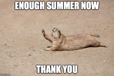 16 Animals Who Are Having Trouble Dealing With The Heat Wave (Memes) Hot Weather Humor, Weather Memes, Funny Weather, California Drought, Prairie Dog, Groundhog Day, Photo Images, Canvas Home, Hot Weather