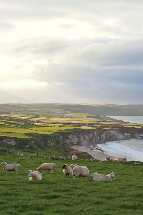 Ireland Landscape Nature, Ireland Aesthetic, 2023 Mood, Victoria Magazine, Ireland Landscape, Irish Eyes, Voyage Europe, By The Ocean, Ireland Travel