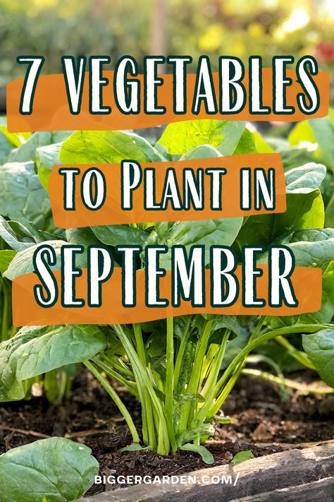 Learn about 7 hardy vegetables to plant in September for a successful late-season harvest in your backyard vegetable garden. This guide emphasizes the importance of a vegetable garden planner for choosing the best fall vegetables. Elevate your backyard vegetable gardens and make your veg garden visually appealing with decorative planters. Full Sun Vegetable Garden, September Vegetables, Vegetables To Plant In September, Backyard Vegetable Garden, Vegetables To Plant, Plant Vegetables, Plan For Success, Female Rage, Gardening Inspiration