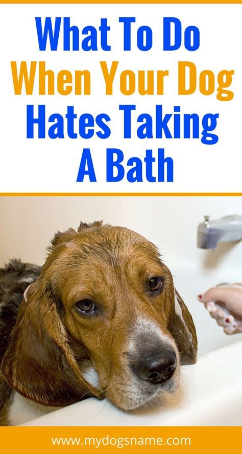 Does your dog hate taking a bath? It's incredibly frustrating when you have a foul-smelling furbaby who just won't hop in the tub. Here's exactly that you need to do to coax your canine into the bath. Dog Grooming Tips, House Training Dogs, Taking A Bath, Dog Tips, Best Dog Training, Dog Bath, Aggressive Dog, Dog Hacks, Dog Care Tips