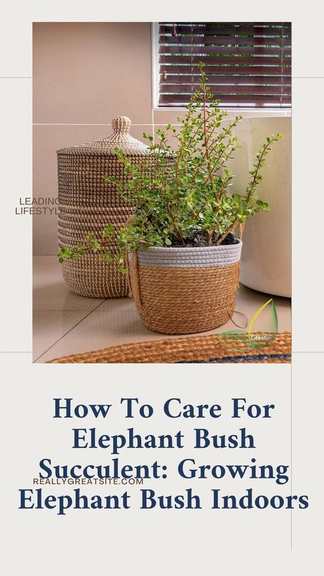 Elephant Bush Succulent, Succulent Growing, Elephant Bush, Elephant Plant, Succulent Care, An Elephant, Healthy Plants, Succulent, Elephant