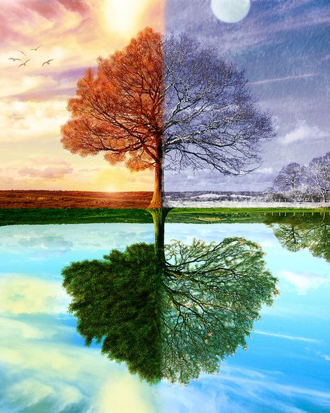 One of my favorite works by a very talented friend: Four Seasons. #lkgphoto #digital #painting #tutorial #photoshop Four Seasons Painting, Seasons Painting, Four Seasons Art, Season Aesthetic, Seasons Art, The Four Seasons, 판타지 아트, 4 Seasons, Tree Art