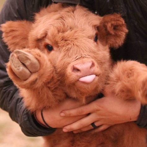 Fluffy Cow, Cute Highland Cow, Brown Cow, Highland Cattle, Baby Cow, Cute Cow, A Call, Highland Cow, Long Hair