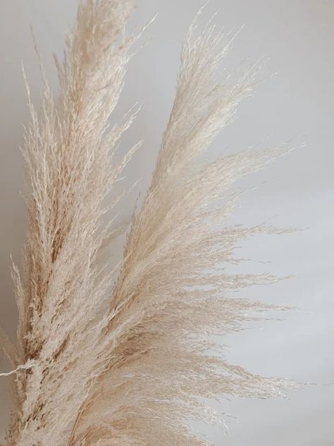 Pampas Grass – Golden August | Pampas grass, Grass wallpaper, Pampas Grass Background, Grass Wallpaper, Milla Nova, Theme Background, Ceramics Ideas, Beige Aesthetic, Light Blonde, Brown Aesthetic, Beauty Room