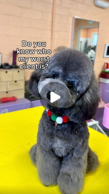 Arisa Thomas| LA Dog Groomer on Instagram: "My pickiest client is…. MY MOM. I gave her new puppy, Ace his first big boy haircut. She wanted him to look like Snoopy and I think I delivered! What do you think? #doggrooming #poodlegrooming #petgroomer #petsalon" You Poodle Haircut, Bichpoo Haircut, Shihpoo Haircuts, Shihpoo Grooming Styles, Schnoodle Haircut, Miniature Poodle Haircut Styles, Mini Poodle Haircut Styles, Poodle Grooming Styles, Maltipoo Haircut Styles