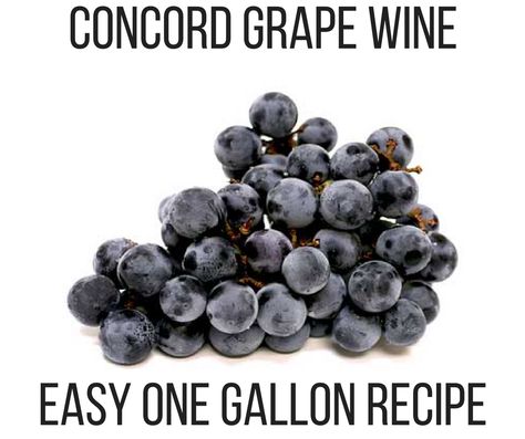 Grape Juice Wine Recipe, Concord Grape Wine Recipe, Concord Grape Recipes, Grape Wine Recipe, Homemade Booze, Wine Making Recipes, Homemade Wine Recipes, Concord Grapes, Mead Recipe