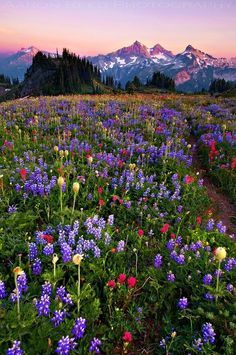 Washington Wildflowers, Mt Rainier National Park, Fields Of Flowers, Summer Paradise, Scenic Photos, Mount Rainier National Park, Field Of Dreams, Mt Rainier, Rainier National Park