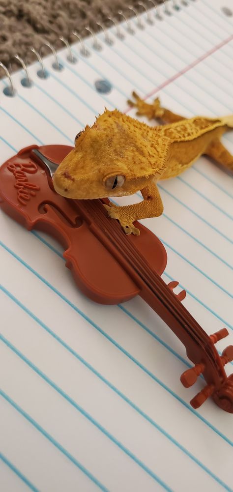 Crested Gecko Funny, Cute Gecko, Crested Gecko, Cute Reptiles, Leopard Gecko, Gecko, Reptiles, Eyelashes, Cute Animals