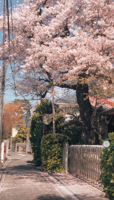 Cheery Blossoms Wallpaper, Decorate Front Porch, Aesthetic Spring Wallpaper, Front Porch Decor Ideas, Arte Indie, Aesthetic Spring, Front Porch Decor, Nothing But Flowers, Pretty Landscapes