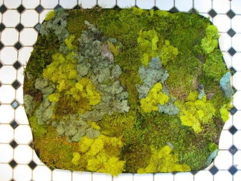 Shower Terrarium, Moss Shower Mats, Bath Mat Placement, Moss Bath Mat, Moss Mat, Bath Mat Diy, Diy Moss, Moss Rug, Stone Bath Mat