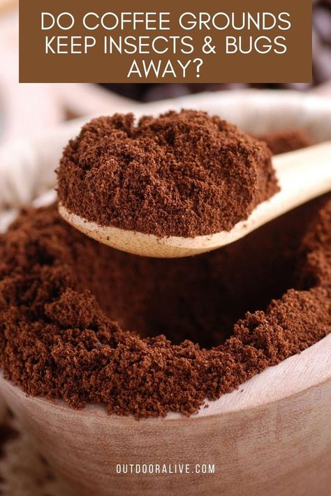 Do Coffee Grounds Keep Insects & Bugs Away Mini Torte, Homemade Scrub, Uses For Coffee Grounds, Coffee Grinds, Dirt Cheap, Spiced Coffee, Chocolate Chunk Cookies, Food Test, Shortbread Cookies