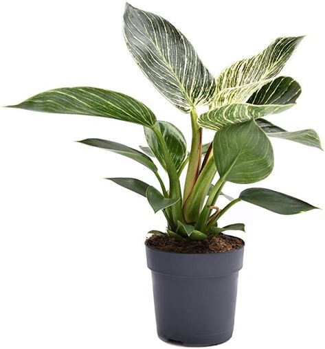 Plants For Dark Rooms, Low Light Houseplants, Low Maintenance House Plants, Fatsia Japonica, Houseplants Low Light, Gold Foliage, Swiss Cheese Plant, Spider Plant, Indoor Trees