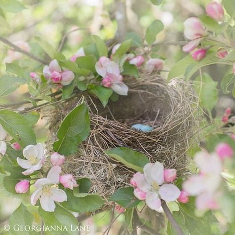 Spring Notebook, Whimsical Nursery, Romantic Wall Art, Apple Blossoms, Spring Beauty, Spring Sign, Robins Egg, Spring Blossom, Spring Has Sprung