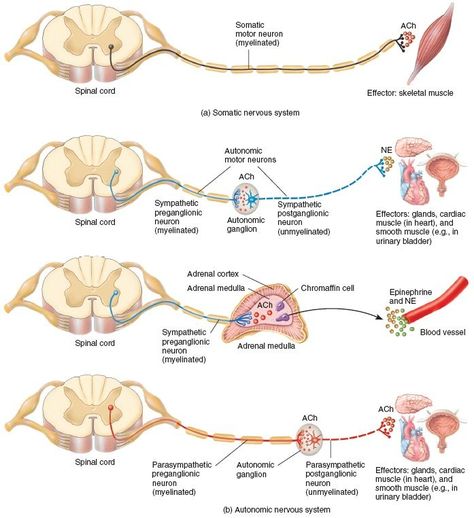 motor pathways nervous system | Motor Neuron Pathways in the Somatic and Autonomic Nervous Systems Motor Pathways, Nervous System Anatomy, Human Nervous System, Motor Neuron, Brain Anatomy, Biology Lessons, Medical School Studying, Autonomic Nervous System, Human Anatomy And Physiology