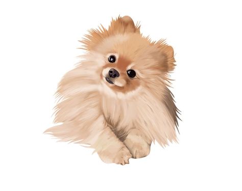 Animal Drawings Dog, Drawing Puppy, Pomeranian Art, Pomeranian Colors, Dog Drawings, Drawing Dog, Puppy Art, Cute Puppy Videos, Pomeranian Dog