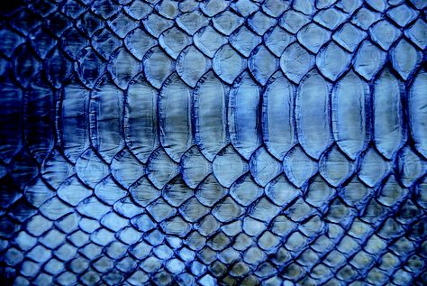 Love! Blue Snake, Antique Tiles, Texture Photography, Space Interiors, Elements Of Design, Leather Projects, Animal Skin, Moscow Russia, True Blue