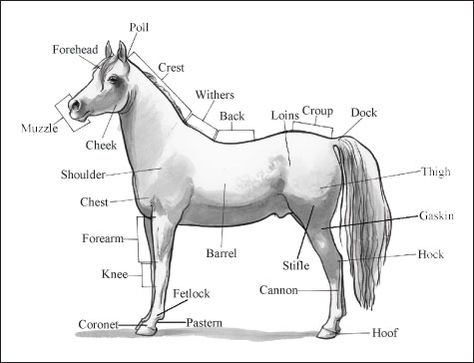 To see things from the horse’s perspective, you need to know — literally — how the horse takes in the world. Humans evolved to be hunters and gatherers, chasing down prey and finding appropriate plants to eat. Horses, on the other hand, are built to avoid hunters and eat nearly everything that grows around them. … Horse Worksheets, Parts Of A Horse, Horse Activities, Horse Education, Horse Lessons, Horse Knowledge, Farm Unit, Horse Facts, Horse Info