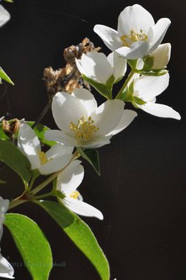 Syringa Tattoo, Idaho State Flower, Syringa Flower, Insects Tattoo, State Project, State Flowers, Insect Tattoo, Mock Orange, Exterior Inspiration