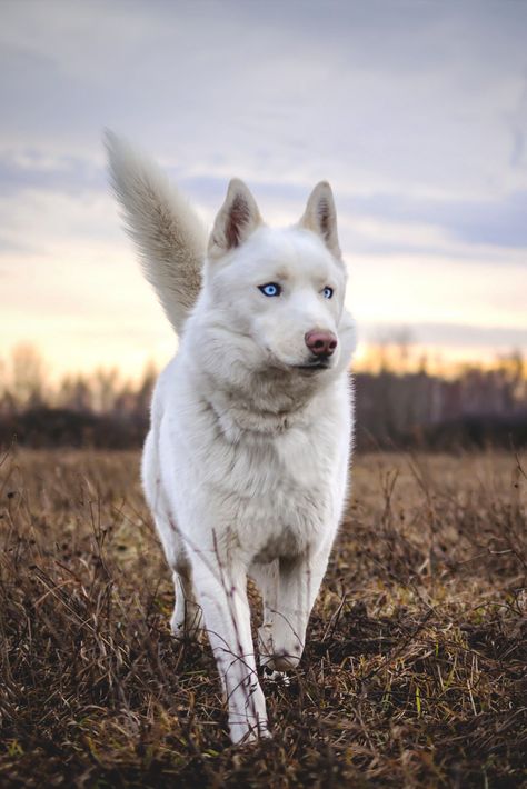 Beautiful White Husky Husky Dog Names, Caine Husky, White Siberian Husky, White Husky, Albino Animals, Cute Husky, Siberian Husky Dog, Siberian Huskies, Loyal Dogs