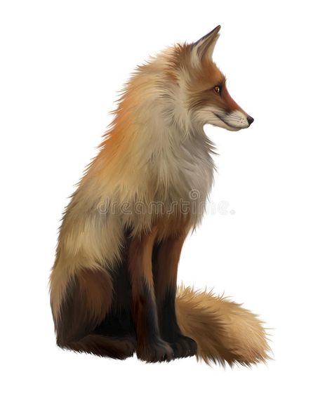 Adult fox , Isolated realistic illustration on whi. Te background #Sponsored , #paid, #affiliate, #fox, #realistic, #Te, #Isolated Fox Side View, Head Side View, Hare Illustration, Realistic Illustration, Fox Pictures, Fox Illustration, Fox Head, Cute Fox, Anatomy Reference