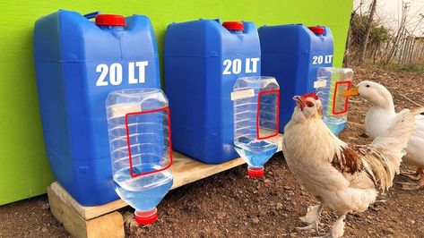 Chicken Feed Diy, Poultry Farm Design, Chicken Runs And Coop, Chicken Feeder Diy, Chicken Waterer, Chicken Nesting Boxes, Chicken Feeders, Chicken Coop Run, Backyard Chicken Farming