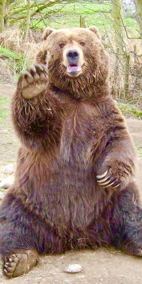 Kodiak Bear, Animal Studies, Photo Hair, Photos Quotes, Wild Animals Pictures, Funny Bears, Bear Photos, Animal Study, Bear Pictures