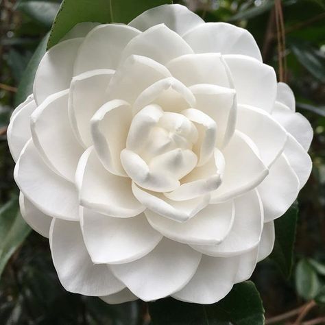 Camellia japonica 'Sea Foam' is a great white flowering variety! #camellia #flowers #garden #horticulture #landscape #savannah www.genesnursery.com Camellia Flower Bouquet, White Camellia Flower, Camellia Plant, Camellia Flowers, Scent Garden, White Camellia, Camellia Japonica, Moon Garden, Camellia Flower