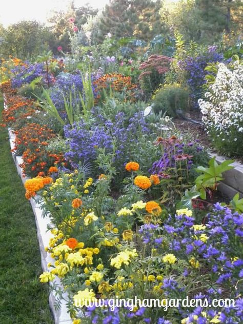 Flower Gardening Ideas, Garden Flowers Perennials, Gardening Zones, 3 Sisters, Flower Garden Design, Garden Shrubs, Flower Gardening, Flower Gardens, Creative Gardening