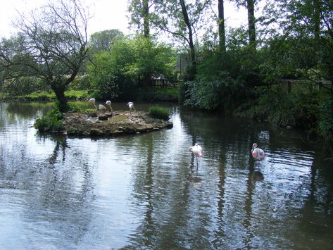 Flamingo Enclosure, Greater Flamingo, Habitat, Flamingo, Trees, Water