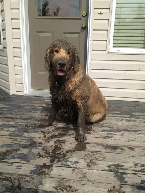 mud = happy golden retriever Animal Captions, Muddy Dog, Wet Dog, Animal Quotes, Beautiful Dogs, 귀여운 동물, Dog Pictures, Dog Life, I Love Dogs