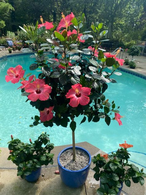 Hibiscus Planters Container Garden, Hibiscus Plant Potted, Hibiscus Flower Garden Ideas, Big Planters Outdoor Ideas Full Sun, Indoor Hibiscus Plant, Hibiscus Flower Tree, Hibiscus Plant Care Potted, How To Propagate Hibiscus Plant, Potted Hibiscus Tree