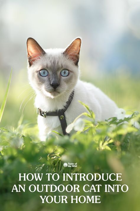 Indoor Outdoor Cat, Inside Cat, Home Training, Cat Attack, Being Mindful, Outdoor Cat, Cat Ideas, Cat Hacks, Indoor Pets