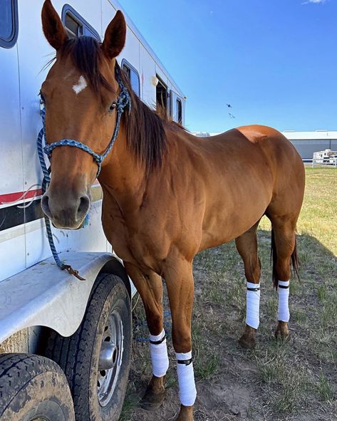 Bay Horses Western, Barrel Racing Horses Pictures, Horse In Trailer, Barrel Aesthetic, Western Backgrounds, Orange Orchard, Barrel Horses, Aqha Horses, Ranch Horses