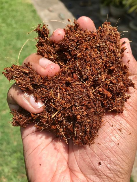 Coir coco peat Coco Peat, Coco Coir, Coconut Shells, Household Plants, Garden Compost, Kitchen Waste, Grow Bags, Coconut Shell, How To Dry Basil