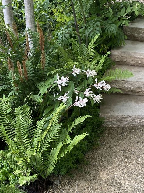 I like Solomons' seal - this one is very pretty with pink. I have some white in the garden at Nicosia but unsure if I can move. Solomons Seal, Native Plant Gardening, Native Plants, Garden Inspiration, In The Garden, The Garden, Flower Garden, Garden Design, I Can