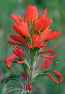 Indian Paintbrush is named from a Native American legend of a young brave who tried to use his warpaint to paint the sunset... he asked for guidance from the Great Spirit who gave him paintbrushes laden with the colors he so desired. With these, he painted his masterpiece and left the spent brushes in fields across the landscape. These brushes sprouted into the breathtaking Indian Paintbrush flowers! --Folklore re: man giving this flower to his one true love...Georganna Louise Indian Paintbrush Flowers, Indian Paintbrush, Arte Floral, Red Flower, Native Plants, Love Flowers, Paint Brushes, Pretty Flowers, Wyoming