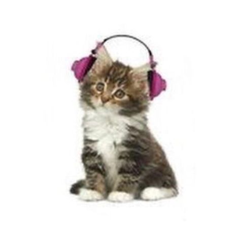 Funny Looking Cars, Cat Headphones, Lps Cats, Wearing Headphones, Cat Whiskers, Silly Cats Pictures, Cat Icon, Silly Animals, Funny Cute Cats