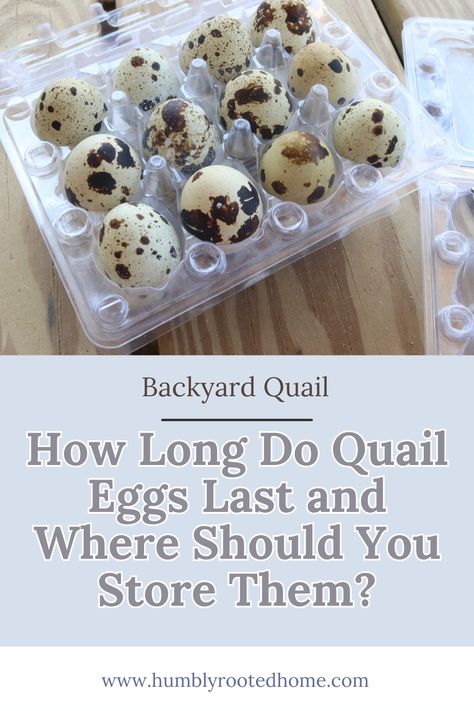 If you're raising backyard quail, you're probably wondering how long you can store quail eggs. Learn about egg storage methods like and how long they will keep your farm eggs fresh for! #quaileggs #backyardpoultry #coturnix #homesteading #farmfresh #fresheggs #eggstorage Quail Egg Storage, What To Do With Quail Eggs, Quail Enclosure, Quail Egg Recipes, Backyard Quail, Quail Raising, Quail Farm, Homestead Pantry, Pickled Quail Eggs