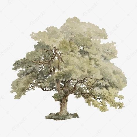 Free Vector | Vintage oak tree illustration Oak Tree Illustration, Tree Render, Oak Tree Drawings, English Oak Tree, Black Oak Tree, Landscape Architecture Graphics, Tree Photoshop, Tree Collage, Trees Png