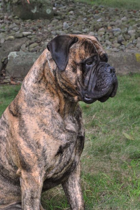 Folly's Bullmastiffs in Ohio | Bullmastiff puppies | Good Dog Bullmastiff Brindle, Brindle Bullmastiff, Bullmastiff Puppies, Bull Mastiff Dogs, Ups Driver, Puppy Starter Kit, Stud Dog, Scary Dogs, Mastiff Dogs