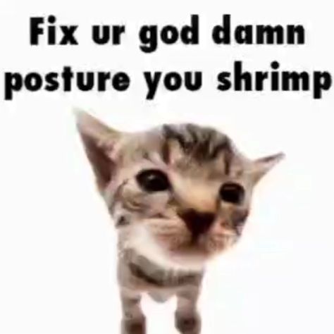 First of all, I'm no different 😞🦐 Second of all, I forgot this song existed for years 😭 ㅤ ㅤ Use Elgatito in Fortnite item shop pls ㅤ ㅤ ㅤ ㅤ ㅤ ㅤ ㅤ #cats #meme #elgatito #fyp #reels #catmemes Cats Memes Funny Humor, Silly Cars, Poo Poo, Funny Looking Cats, Funny Reaction, Reaction Images, Cat Meme, Crazy Funny, I Get It