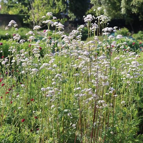 Pimms And Lemonade, Garden With Friends, Valeriana Officinalis, British Summer, Plant Combinations, Valerian, Back Garden, Garden Inspiration, Beautiful Gardens