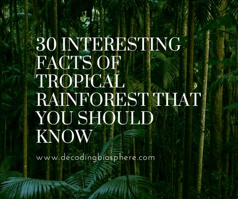 30 Interesting Facts of Tropical RainForest That You Should Know Rainforest Facts, Strawberry Poison Dart Frog, Forest Resources, Rainforest Plants, Temperate Rainforest, Tropical Climate, Biome, Animal Species, Tropical Forest