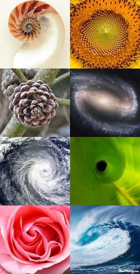 Sacred Geometry Nature, Sacred Geometry In Nature, Fibanocci Sequence, Fibanocci Spiral, Fibinocci Spiral, Fibinocci Sequence, Golden Ratio Nature, Spiral In Nature, Math In Nature