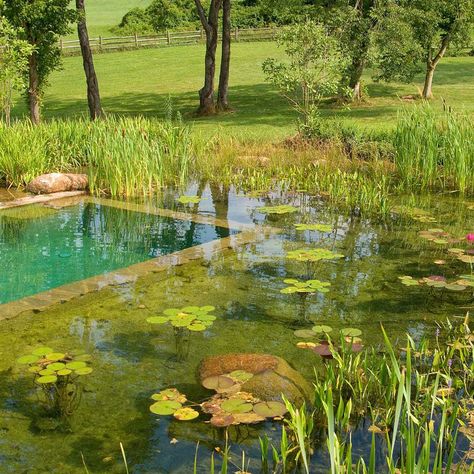 Une piscine naturelle en pleine nature Eco Friendly Backyard, Modern Backyard Ideas, Bio Pool, Swimming Pool Pond, Natural Swimming Ponds, Swimming Pond, Natural Pond, Natural Swimming Pools, Concrete Pool