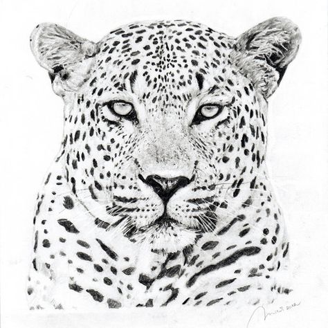 Leopard Face Tattoo, Leopard Sketch, Snow Leopard Drawing, Leopard Drawing, Image Drawing, Sketch Face, Big Cat Tattoo, Jaguar Tattoo, Cheetah Face